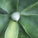 Tropical plant in Bermuda, unframed photo print