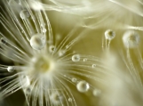 Intimation of Dew