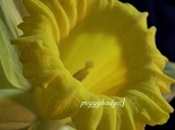Daffodil 6