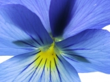 Pansy