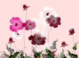 Poppies