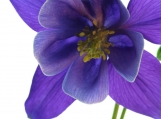 Purple Columbine